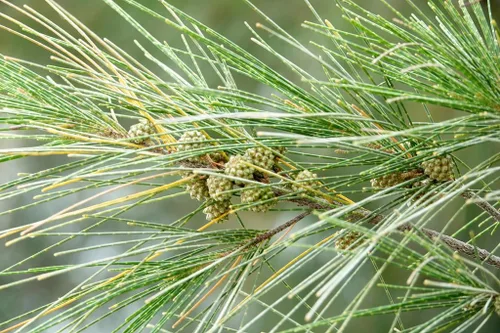 Miniatura 8 de Pine Tree Australian River Semillas Premium Casuarina cunninghamiana Plants'® (Semillas premium, 10)