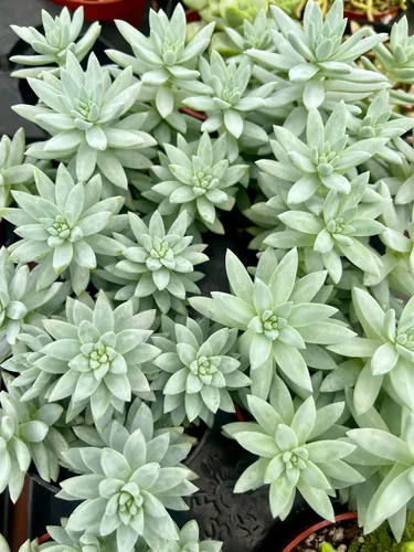 Miniatura 7 de Planta Suculenta Burrito Azul Sano Sedeveria para Interior - Plantas Suculentas Vivas - Totalmente Enraizada en Maceta de 4 Pulgadas - Suculentas