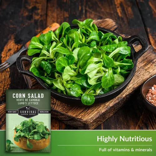 Miniatura 4 de Ensalada de maíz Verte de Cambrai Semillas para plantar, 1 paquete con instrucciones para plantar y cultivar lechuga de cordero o macé en tu huerto
