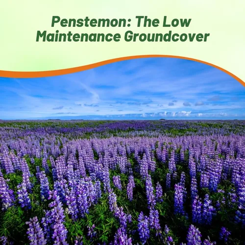 Miniatura 5 de Outsidepride 5000 semillas perennes Penstemon Rocky Mountain Wild Flower Seeds para plantar