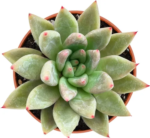 Miniatura 10 de Sprout N Green Echeveria agavoides 'Lipstick', suculenta viva totalmente arraigada en maceta de inicio de 4 pulgadas, planta de casa para interiores