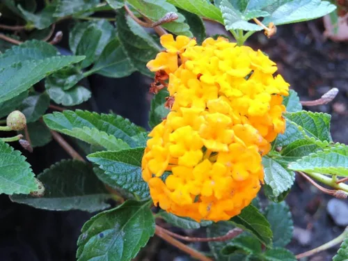 Miniatura 2 de Planta de Lantana Dorada, maceta de 2 pulgadas, flores Lantana para plantar