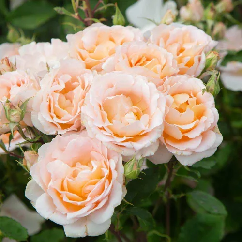 Heirloom Roses Rosal fragante - Planta de rosa naranja en maceta viva Desirée™ para plantar al aire libre