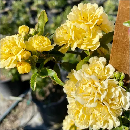 Miniatura 7 de Lady Banks - Rosa trepadora, flores amarillas, vid de doble floración (5 galones/juego de dos)