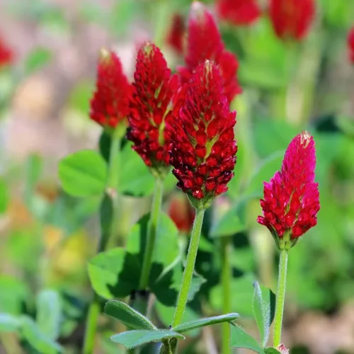 Miniatura 6 de Todd's Seeds Semillas de trébol carmesí germinado, reliquia, sin OMG, sin químicos, alta germinación (una libra)