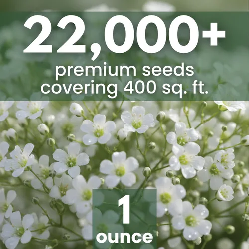 Miniatura 2 de Baby's Breath - 22,000 semillas para plantar - Temporada 2026 - Bolsa de 1 onza