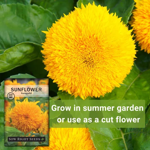 Miniatura 5 de Sow Right Seeds - Semillas de girasol enano Sungold para plantar - Paquete de reliquia sin OMG con instrucciones para cultivar - Variedad corta