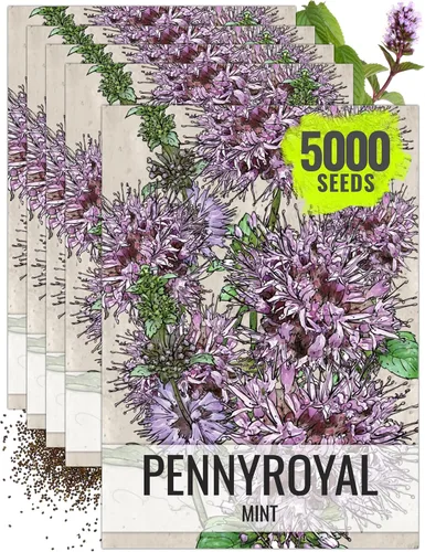 Miniatura 8 de Seed Needs, Pennyroyal - Semillas de menta – 1000 semillas tradicionales para plantar mentha pulegium – Hierba medicinal sin OMG y sin tratar
