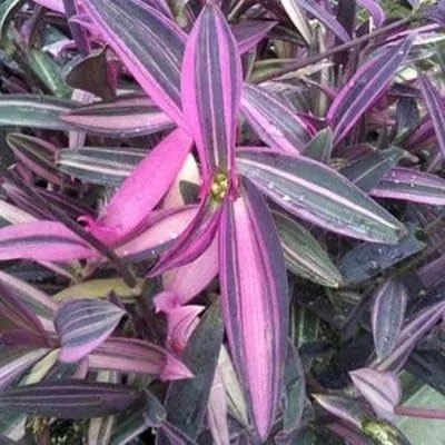 4 esquejes judíos errantes a rayas moradas para crecer - Tradescantia pallida