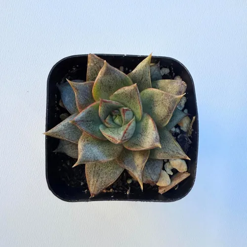 Miniatura 7 de Plantas suculentas vivas, variedades variadas en dos tamaños de maceta, plantas de fácil cuidado para interiores y exteriores, GNEM