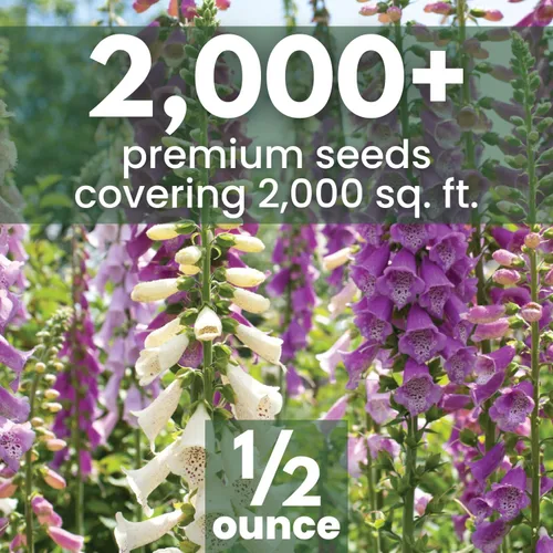 Miniatura 2 de Foxglove - Colores mixtos - 2,000 semillas para plantar - Temporada 2026 - Bolsa de 1/2 onza