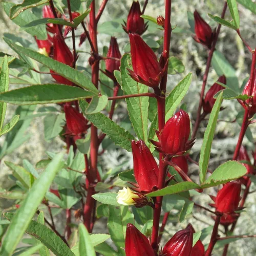 TomorrowSeeds - Semillas de roselle de hibisco rojo - 1 onza - para plantar hibisco sabdariffa birmana barbilla baung jamaicana hoja agria acedera