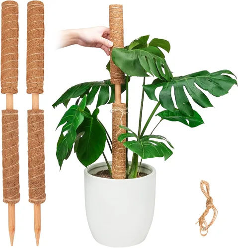 Miniatura 8 de Pisol Poste de musgo para plantas Monstera, soporte extensible, estacas para plantas en maceta de interior, enrejado de poste de fibra de coco