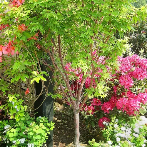 Miniatura 3 de El arce verde japonés Sango Kaku, arce de corteza de coral, tolerante a la sequía, hojas verdes, 1 gal. maceta de cultivo