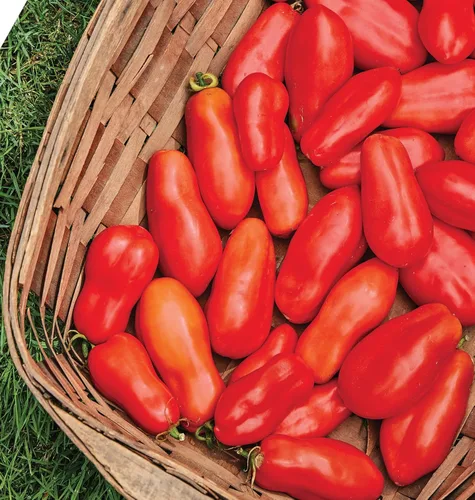 Miniatura 2 de Burpee "San Marzano" Heirloom, Tomate para pasta, 75 semillas no transgénicas reliquia de San Marzano