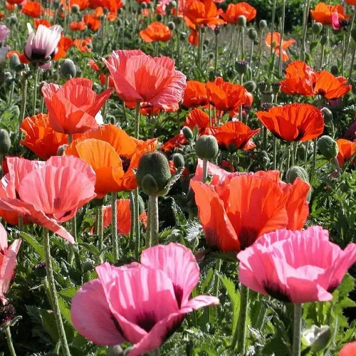 Flores perennes de Papaver de mezcla de amapola oriental para plantar
