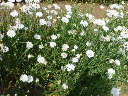 Miniatura 2 de Botón de soltero, semillas blancas altas, 500 semillas, hermosas flores de color blanco.
