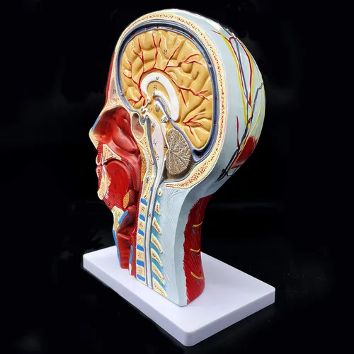 Miniatura 5 de Modelo anatómico de cabeza humana, tamaño real, cavidad nasal, garganta, cerebro, anatomía para ciencias, aula, estudio, exhibición