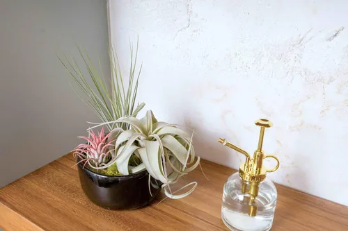 Miniatura 4 de Regadera de cristal para plantas – Botella de spray de 8 onzas de oro para plantas – Regadera con una sola mano para plantas