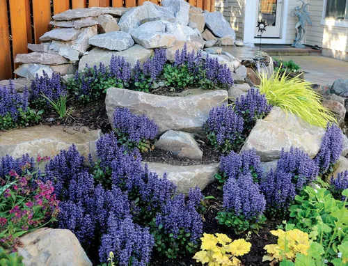 Greenwood Nursery: Plantas vivas de cobertura del suelo - Bugleweed Blueberry Muffin + Ajuga Reptans - [Cantidad: 1x Maceta de Pinta] - (Haz clic