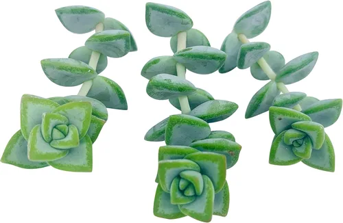 Miniatura 4 de Tallos de suculentas vivas (3 Crassula Rupestris), plantas suculentas vivas, planta suculenta sin raíces, plantas de interior vivas para decoración
