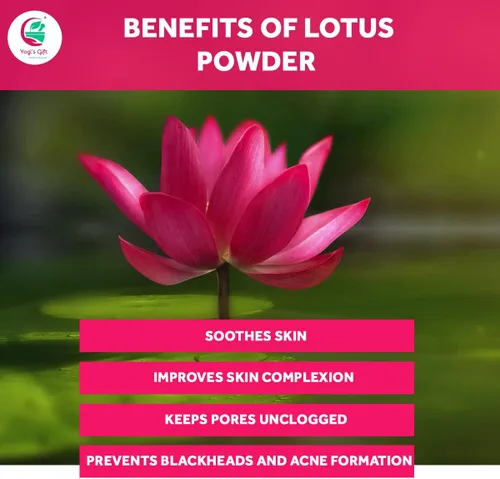 Miniatura 4 de Yogi's Gift Polvo de flor de loto Nelumbo Nucifera 8 oz (227 gramos) 100% puro y natural pétalos de loto en polvo para cabello y piel