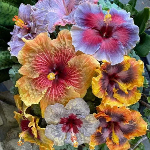 Miniatura 3 de Semillas de flores de hibisco para plantar, flores gigantes, plantas tropicales en maceta, semillas de reliquia sin OMG, plantas exóticas perennes
