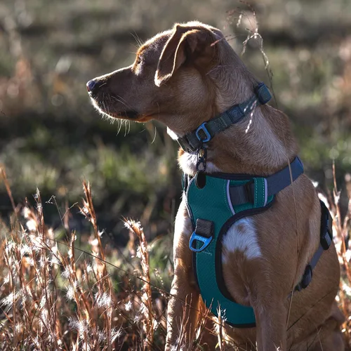 Miniatura 3 de Arnés para perro de aventura Embark, arnés para perro sin tirones con ribete reflectante para perros grandes - Nylon de grado militar, clip frontal
