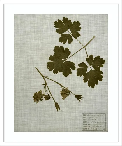 Miniatura 17 de Amanti Art Vision Studio - Lienzo decorativo para pared, 36 x 30 pulgadas, hojas prensadas en lino I por Vision Studio, arte de pared de naturaleza