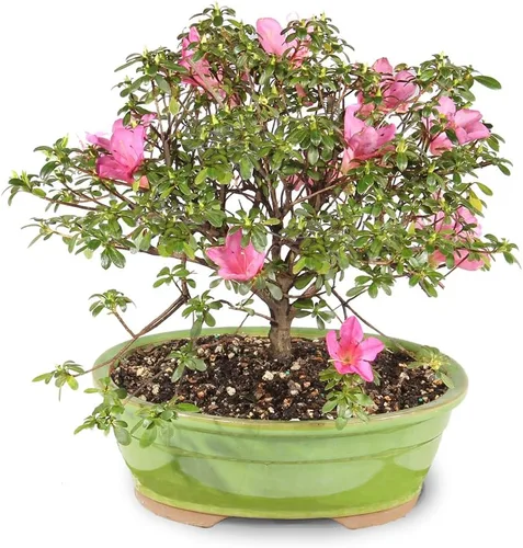Miniatura 3 de Brussel's Bonsai Live Satsuki Azalea - Árbol bonsái floreciente - Grande, 8 años de edad, 10 a 14 pulgadas - Maceta de cerámica para bonsái