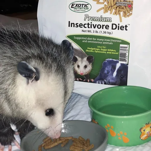 Miniatura 4 de Dieta de insectívoros premium (1.25 libras) – Dieta saludable y nutritiva a base de pollo, alta en proteínas, para planeadores de azúcar, erizos