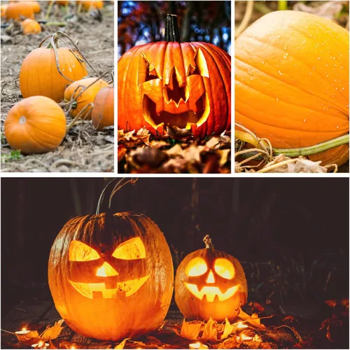 Miniatura 2 de Seed Needs, Jack O' Lantern - Semillas de calabaza – 25 semillas tradicionales para plantar Cucurbita Pepo – Sin OMG y sin tratar, ideal para tallar