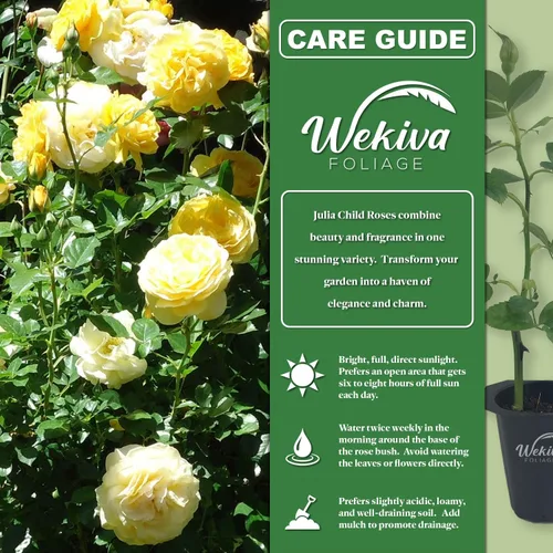 Miniatura 2 de Julia Child Rose Bush - 2 plantas iniciadoras vivas en macetas de 2 pulgadas - Rosas bellamente fragantes de Florida - Una hermosa rosa con flores