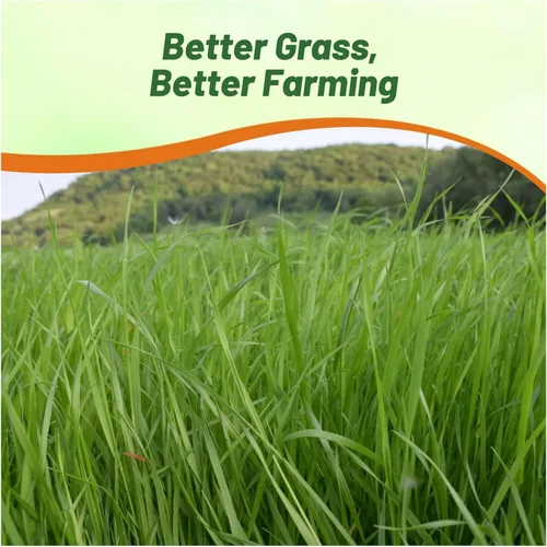 Miniatura 5 de Outsidepride Semillas anuales de Ryegrass – 5 libras. Resistentes y de crecimiento rápido, semillas de cultivo de cobertura para plantar hojas