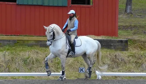 Miniatura 7 de Hyalogic Hyalun Gel - Suplemento para articulaciones equinas antes y posteriores a eventos de 1 onza para caballo