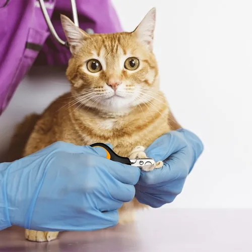 Miniatura 8 de Juego de 8 bolsas de baño para gatos con bolsa de red de ducha para gatos, cepillo ajustable para aseo de mascotas, cortaúñas, lima de uñas, peines