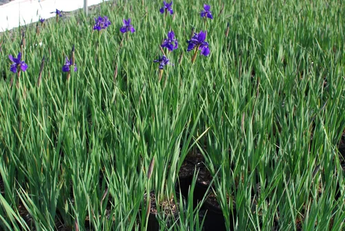 Miniatura 7 de Perennial Farm Marketplace Iris s. 'Hermano del César' (Siberiano) Perenne, tamaño # 1 contenedor, flores azul-violeta profundo