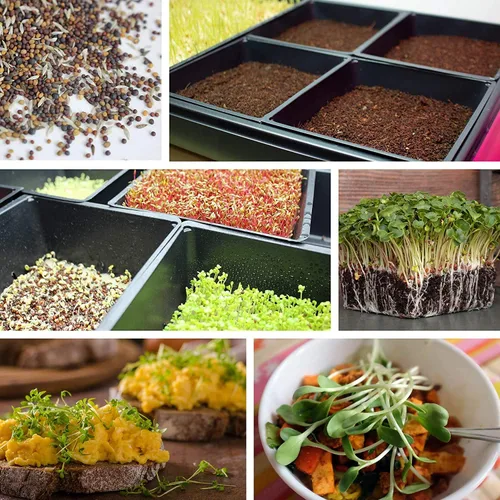 Miniatura 7 de Bandejas de cultivo de jardín de 10 x 10 pulgadas con agujeros de drenaje, paquete de 50 bandejas de plástico reciclables para plantas para bandeja