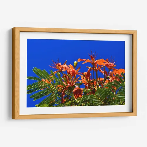 Miniatura 9 de Canvas Lab Lienzo decorativo para pared Árbol Flamboyan, Cancún por el artista Luis Velasco – Tamaño: 12 x 8 in - Tema: Botánico, Floral,Naturaleza