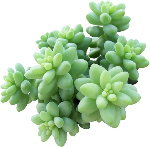 Miniatura 17 de Suculentas vivas de aloe brevifolia de 2 pulgadas de hojas cortas, suculentas con poca luz de 2 pulgadas, suculentas vivas y saludables, ideas