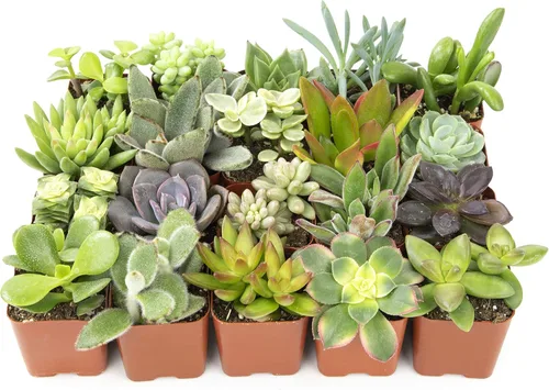 Miniatura 5 de Plants for Pets Plantas de interior fáciles de cultivar (paquete de 12) y plantas suculentas vivas Altman (paquete de 20) - Plantas