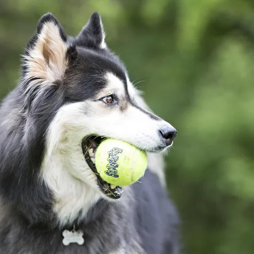 Miniatura 2 de Pelotas de tenis KONG Air Dog SqueakAir para perros, tamaño mediano (paquete de 6)
