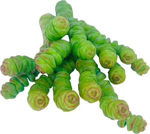 Miniatura 17 de Tallos de Suculentas Vivas (3 Sedum Morganianum Colas de Burro), Plantas Suculentas Vivas, Planta Suculenta SIN Raíces, Plantas de Casa Vivas