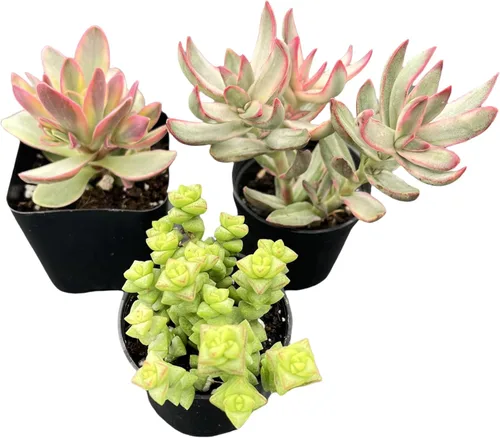 Miniatura 10 de Sprout N Green Colección de suculentas de arrastre, planta suculenta de 4 cuerdas totalmente enraizada en maceta de inicio de 2 pulgadas, decoración