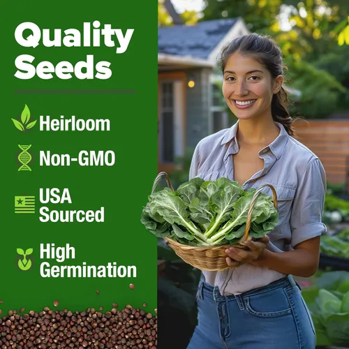 Miniatura 3 de HOME GROWN Vates Collard Green Seeds - Mezcla a granel Más de 300 semillas tradicionales sin OMG para plantación de jardín de otoño e invierno