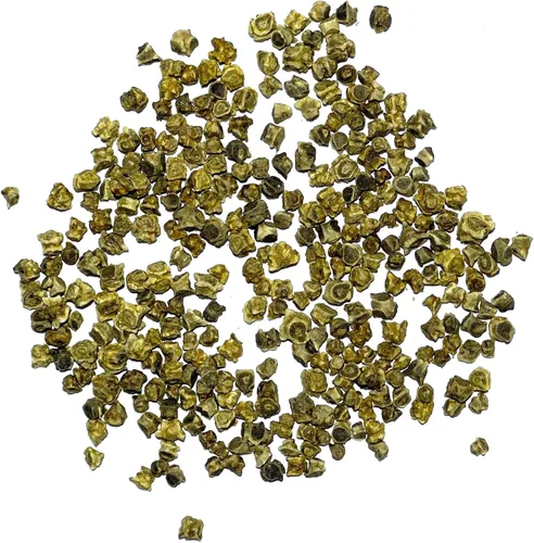 Miniatura 4 de Seed Needs, Golden Detroit - Semillas de remolacha – 250 semillas tradicionales para plantar beta vulgaris – Cultiva un jardín al aire libre sin OMG