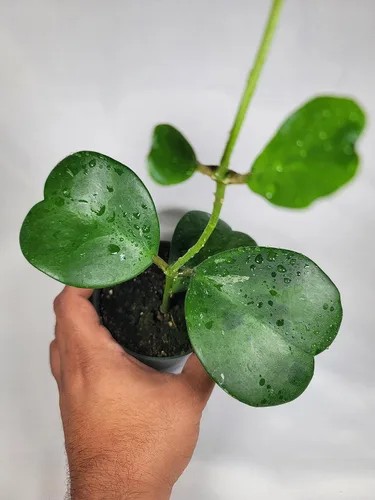 Hoya Kerrii con hojas en forma de corazón Planta viva Hoya para madres y seres queridos, planta viva Hoya (Hoya Kerrii en maceta de 4 pulgadas,