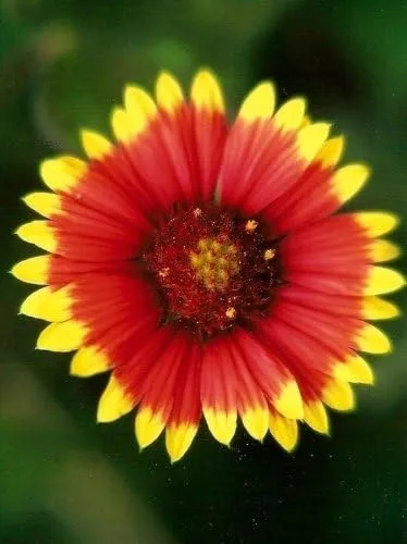 Miniatura 5 de Manta india Gaillardia Nice Garden Flower de Seed Kingdom 1,200 Seeds