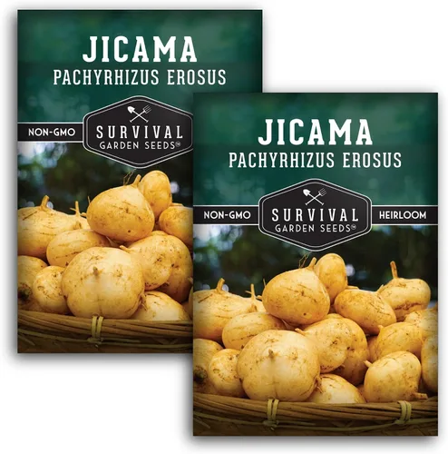 Miniatura 10 de Semillas de jícama para plantar – Nabo mexicano (Pachyrhizus Erosus), vegetal de raíz de ñame – Vid tolerante a la sequía de temporada cálida