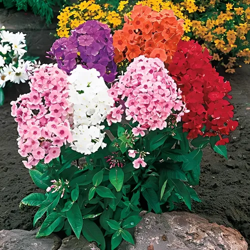 Miniatura 2 de Votaniki Hardy Tall Phlox Mix - Flores fragantes, Phlox perenne raíz desnuda lista para plantar Exhibición de jardín de larga duración - Fácil
